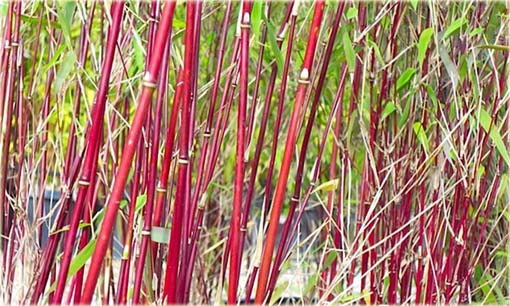 Bambus czerwony